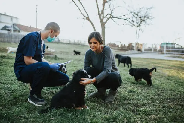 Buy Bernese Mountain Dog