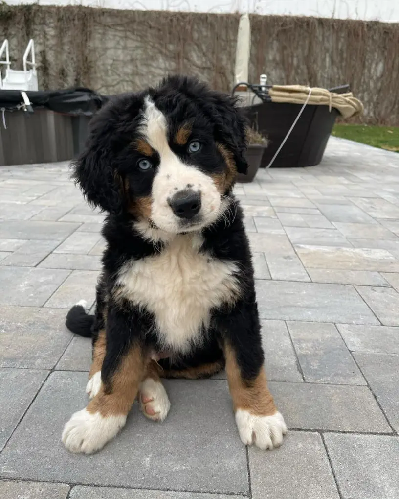 Bernese Mountain Dog Puppy For Sale in usa