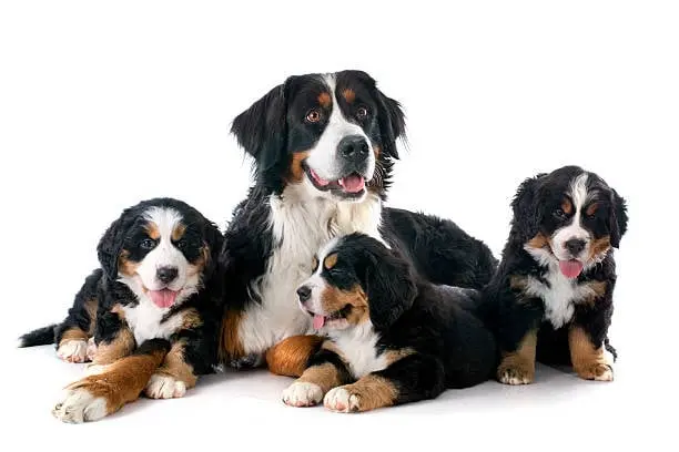 Bernese Mountain Dog Puppy For Sale in usa