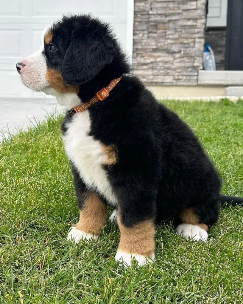 Bernese Mountain Dog Puppy For Sale