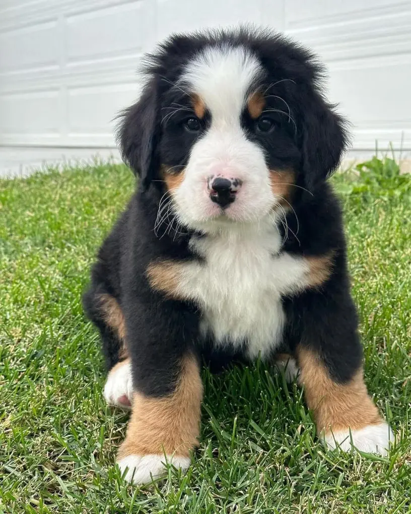 Buy bernese Mountain Dog