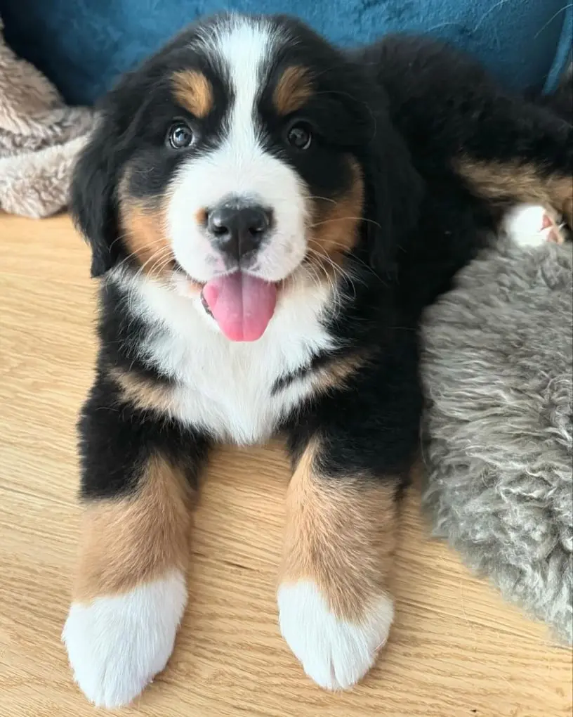 Buy bernese Mountain Dog