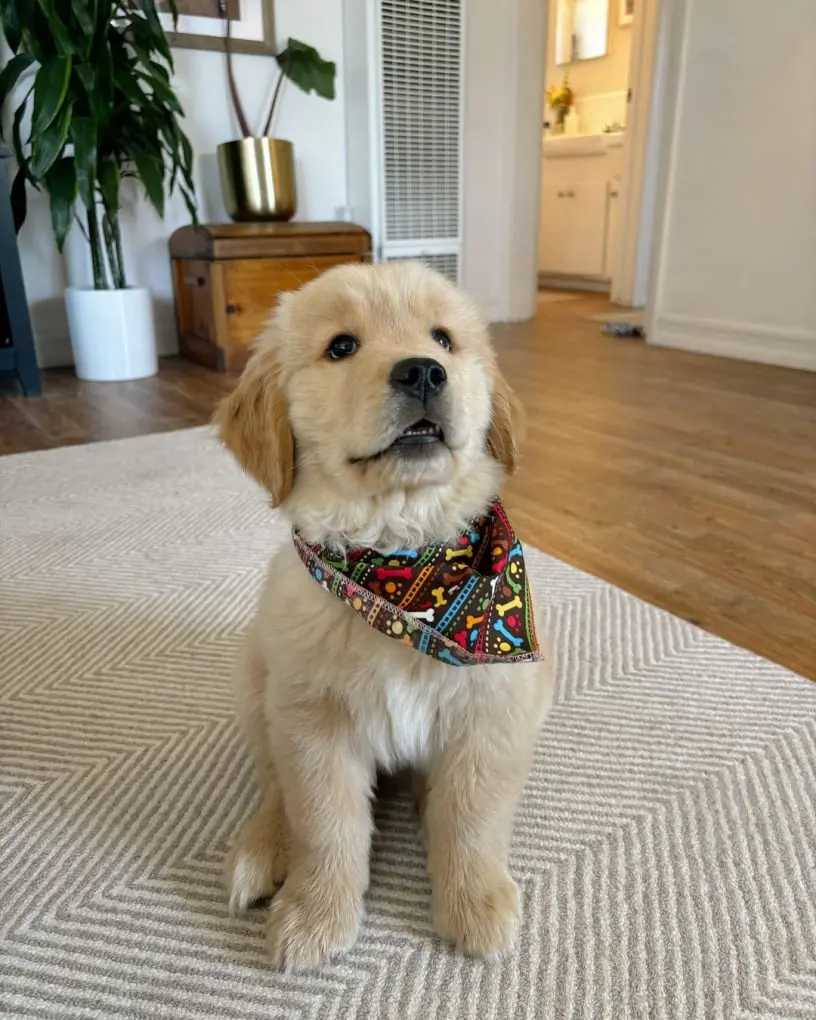 Golden Retriever For Sale in usa