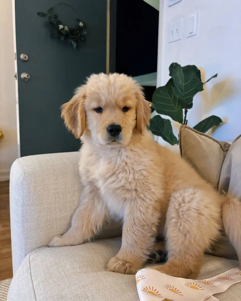 Golden Retriever For Sale in usa