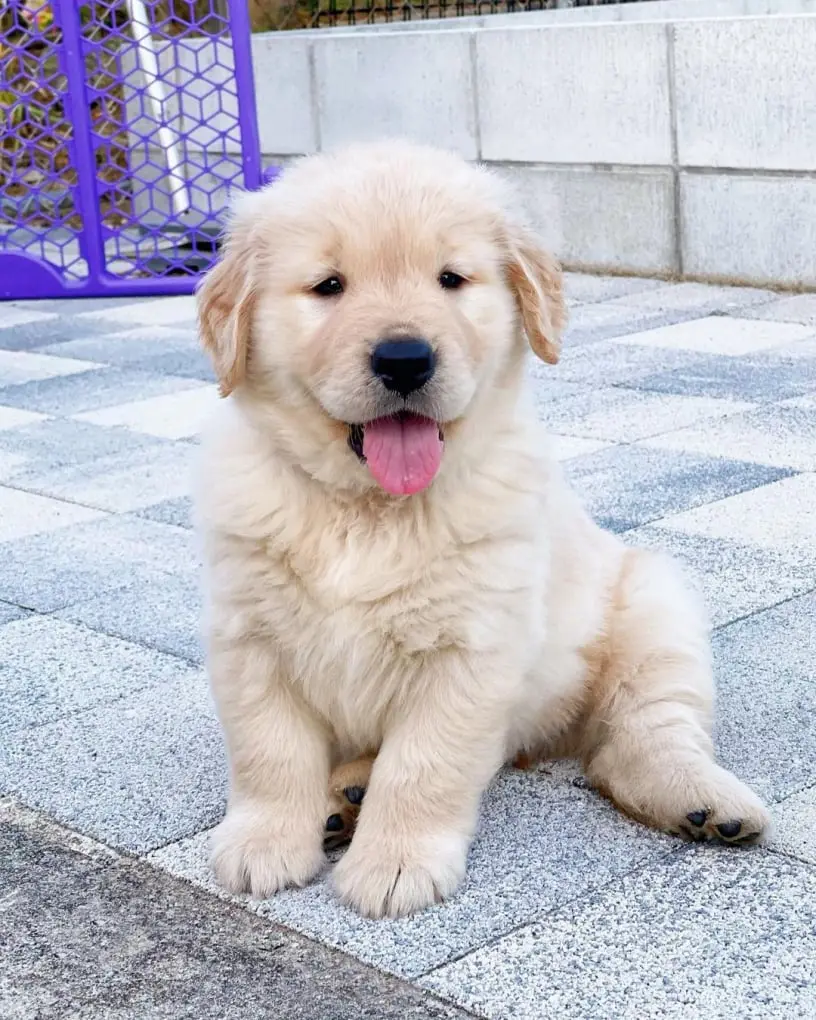 Buy Golden Retriever