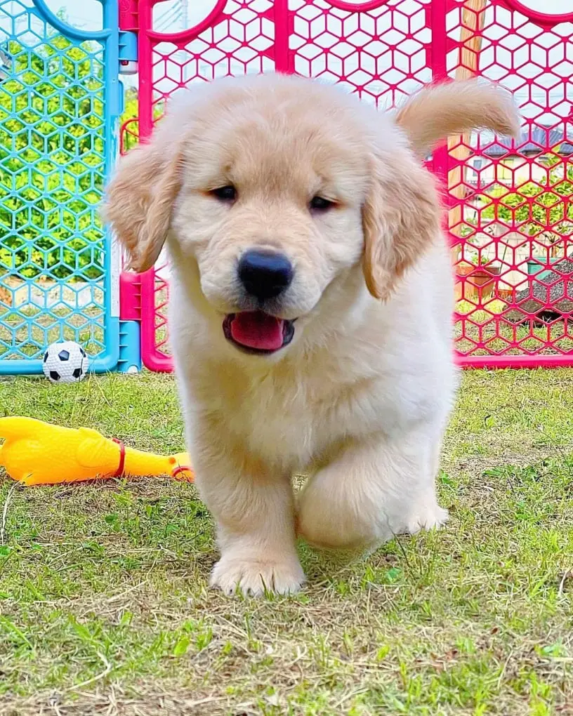 Golden Retriever For Sale in usa