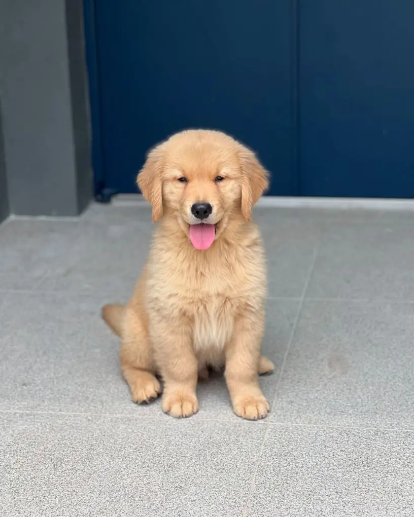 Golden Retriever For Sale