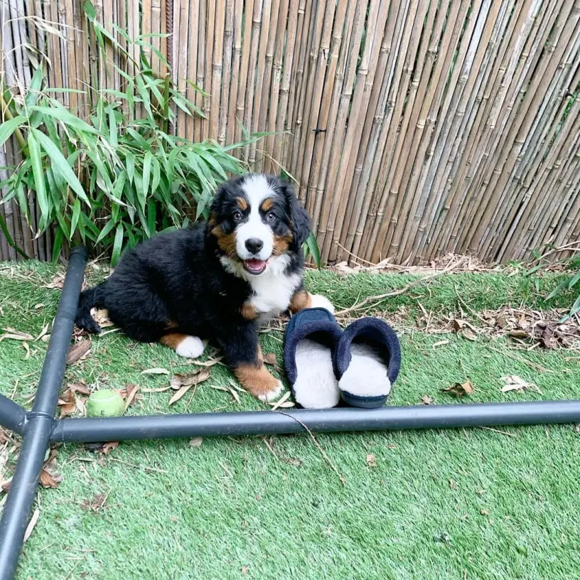 Bernese Mountain Dog Puppy For Sale in usa