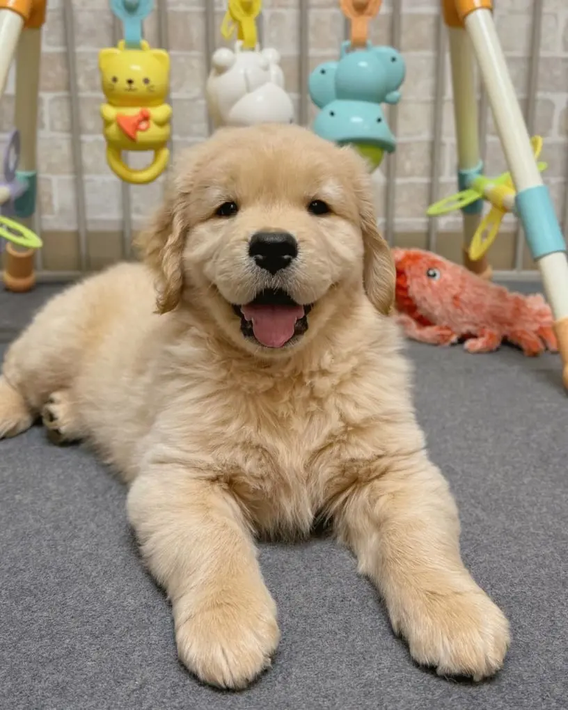 Buy Golden Retriever