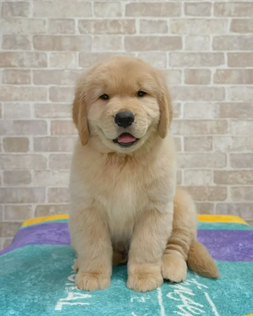 Golden Retriever For Sale