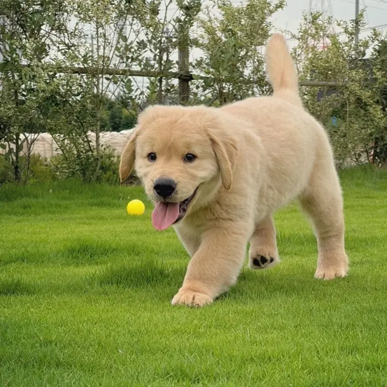 Golden Retriever For Sale