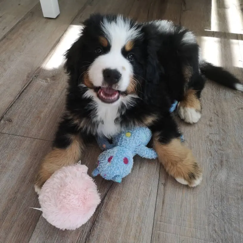 Bernese Mountain Dog Puppy For Sale in usa