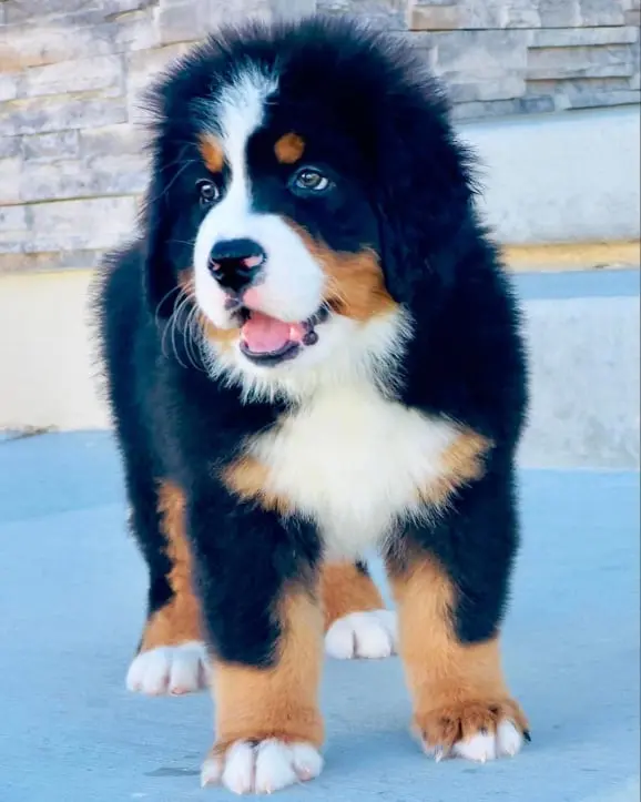 Buy bernese Mountain Dog