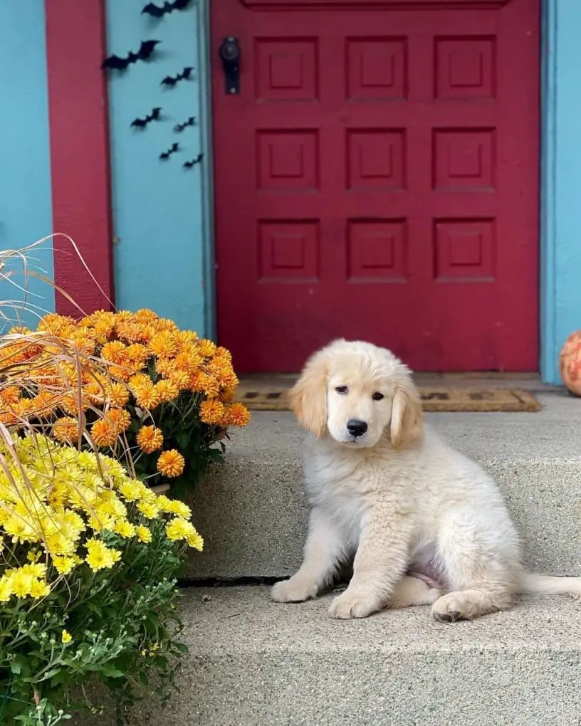 Golden Retriever For Sale in usa