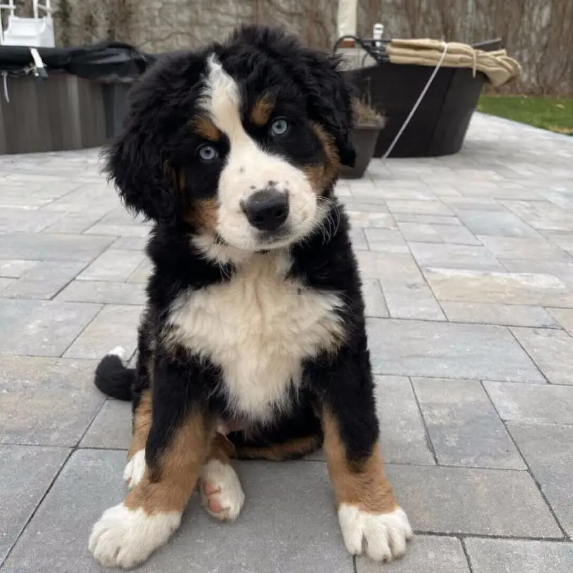 Bernese Mountain Dog For Sale