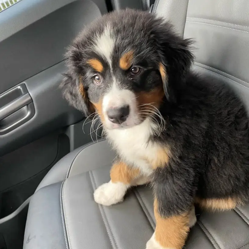 Buy Bernese Mountain Dog