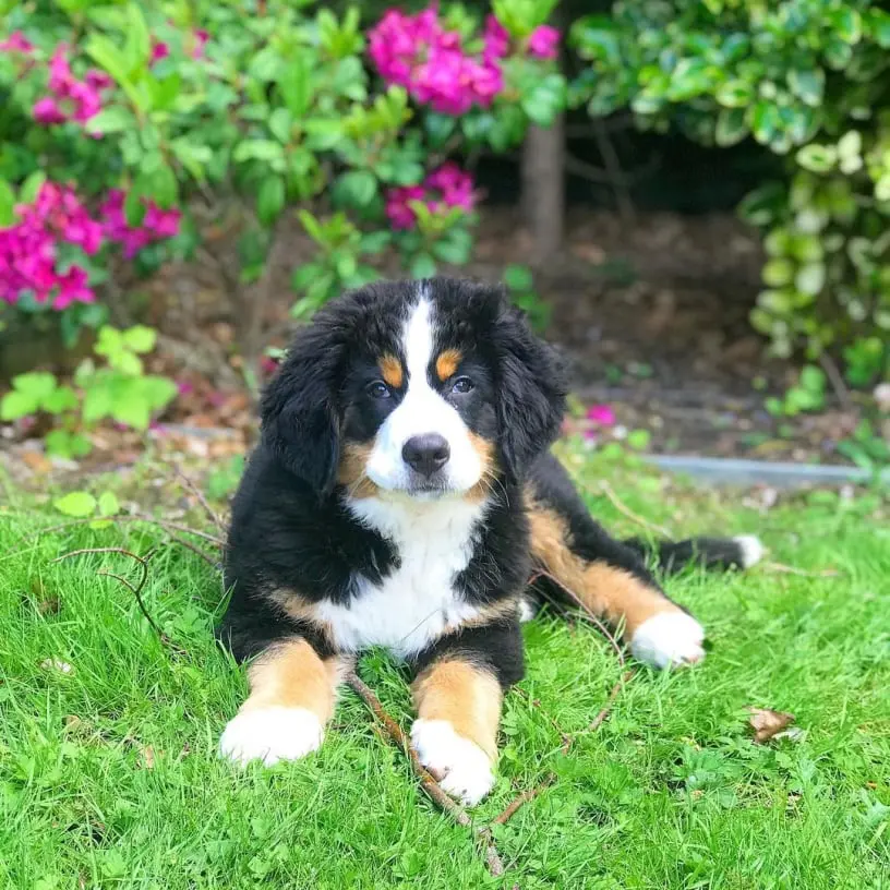 Bernese Mountain Dog Puppy For Sale in usa