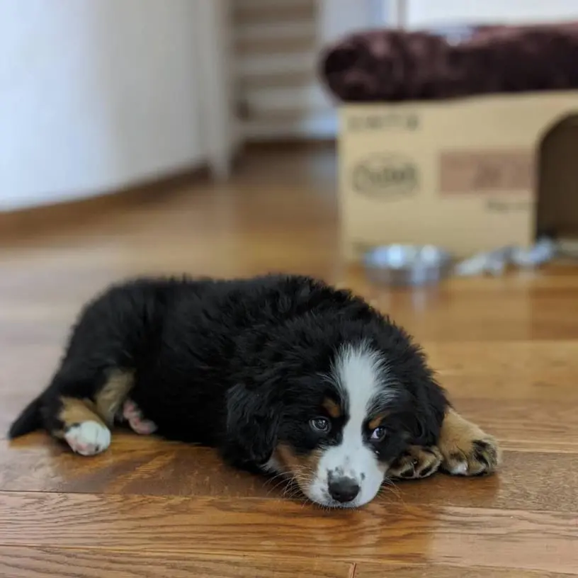 Buy Bernese Mountain Dog