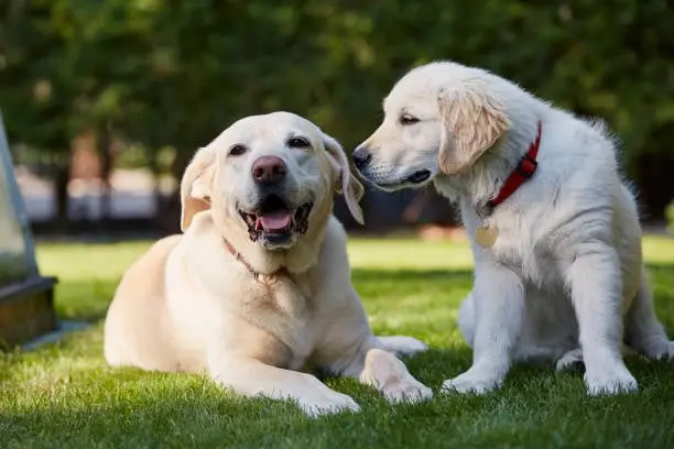 Golden Retriever Puppies For Sale